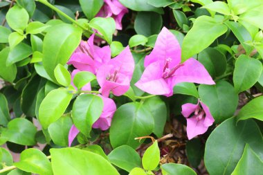 Bougainvillea çiçek
