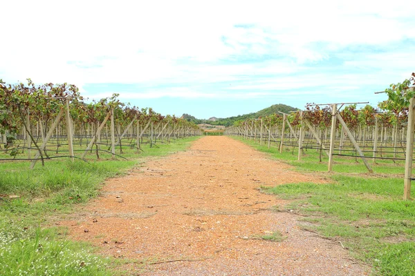 Grape gård söt frukt för göra vine — Stockfoto