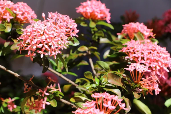 Flores ixora — Fotografia de Stock