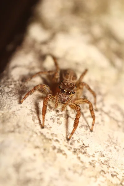 Aranha saltitante — Fotografia de Stock