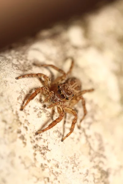 Araña saltarina — Foto de Stock