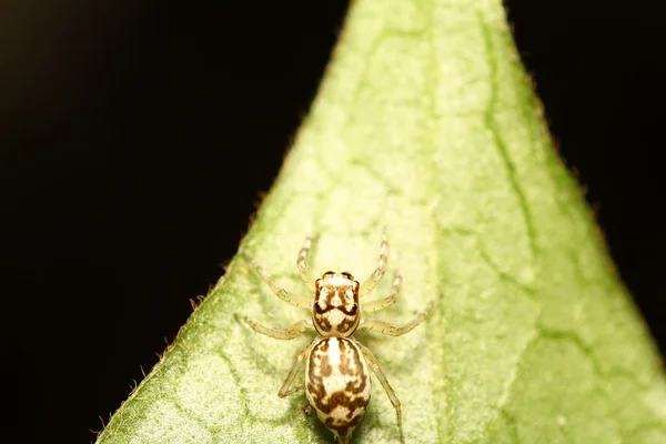 Aranha saltitante — Fotografia de Stock