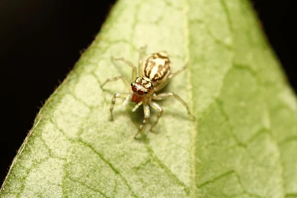 Aranha saltitante — Fotografia de Stock