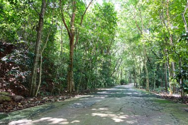 Tayland yağmur ormanı