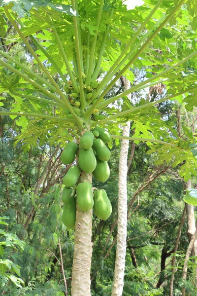 Pohon Papaya — Stok Foto