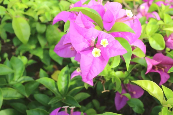 Bougainvillea flower — Stock Photo, Image