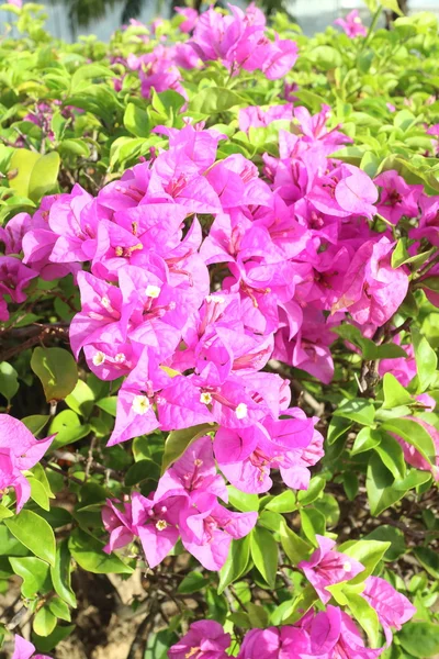 Bougainvillea-Blüte — Stockfoto