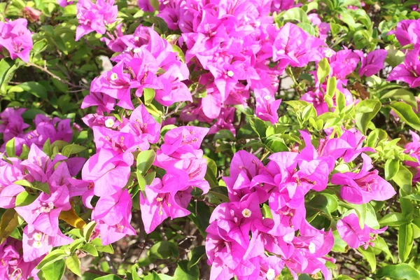 Bougainvillea-Blüte — Stockfoto