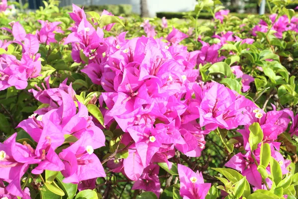 Flor de buganvilla —  Fotos de Stock