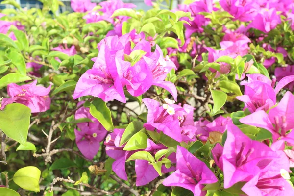 Bougainvillea blomst - Stock-foto