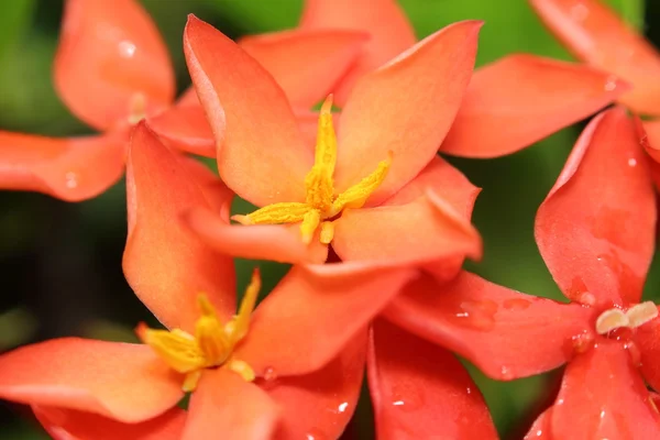Ixora flower — Stock Photo, Image