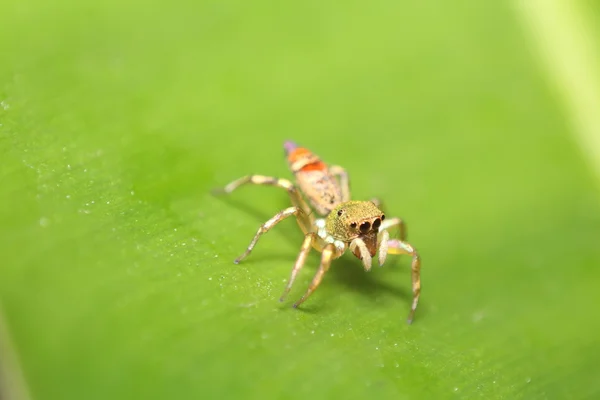 Jumping spider closeup — Stock Photo, Image