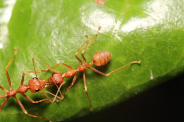 Yeşil ağaç çalışma karınca