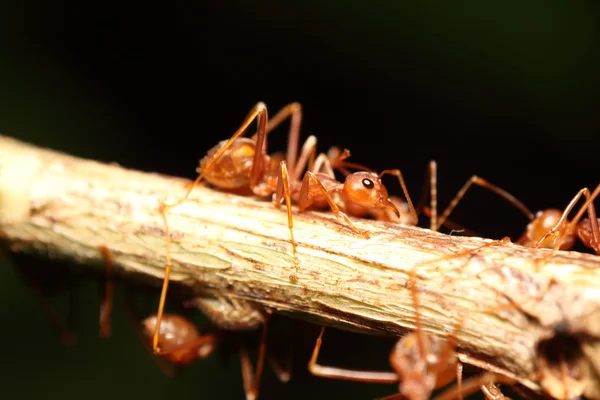 Mrówka w drzewie zielony — Zdjęcie stockowe