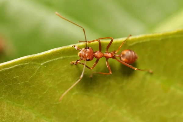 蚂蚁在绿树中工作 — 图库照片