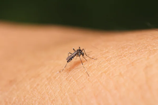 Mosquito sucking blood — Zdjęcie stockowe