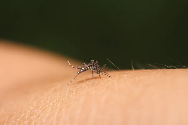 Mosquito chupando sangre —  Fotos de Stock