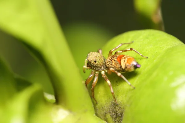 Jumping spider — Stock Photo, Image