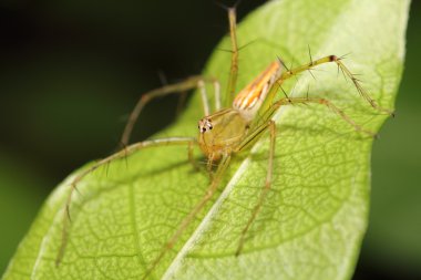 Yağmur ormanlarında örümcek atlama