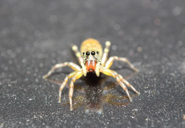 Araña saltarina — Foto de Stock