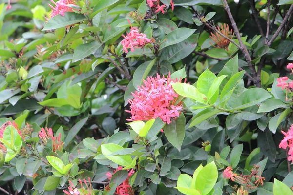 Jardín de flores —  Fotos de Stock