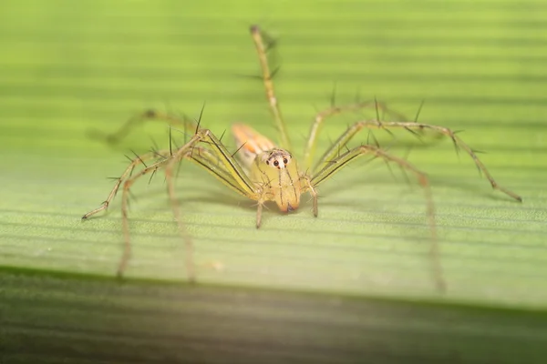 Araña saltarina en la selva tropical — Foto de Stock