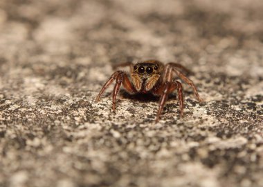 küçük örümcek atlama