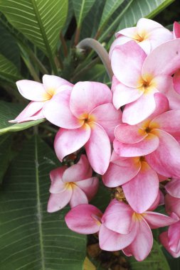 Çiçek kafa çiçek çiçekler orman içinde pembe