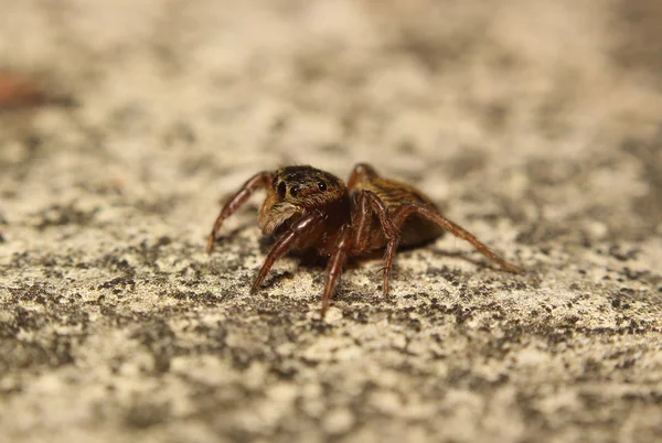 Small jumping spider — Stock Photo, Image