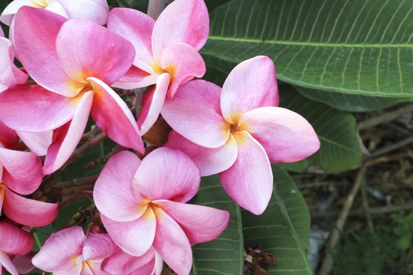 Blume Kopf rosa Blume blühen im Wald — Stockfoto