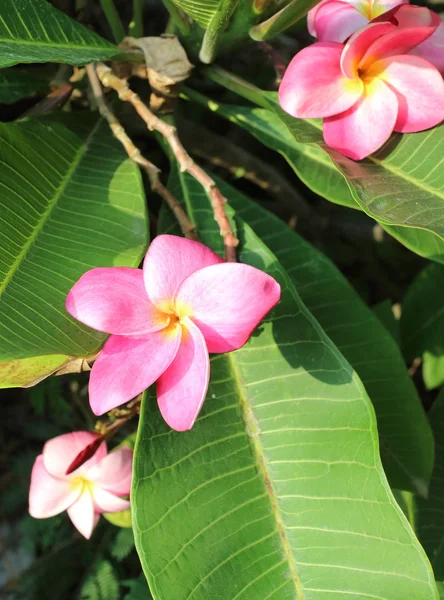 Bloem hoofd roze bloem bloeien in bos — Stockfoto