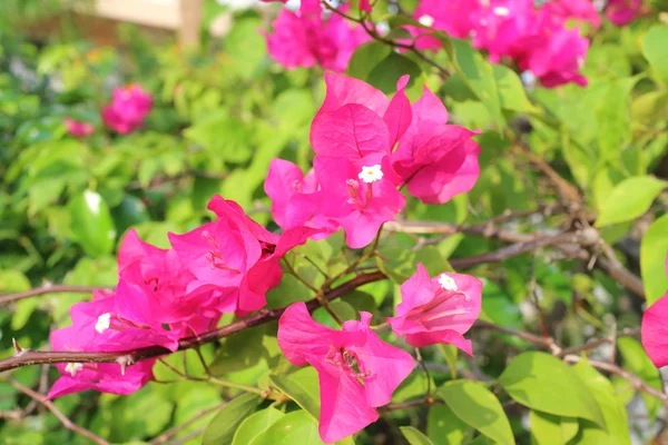 Bougainvillea flower blooming in Thailand — Stock Photo, Image