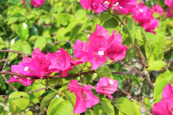 Popínavé rostliny kvetení v Thajsku — Stock fotografie