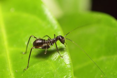 Küçük böcek ve hata