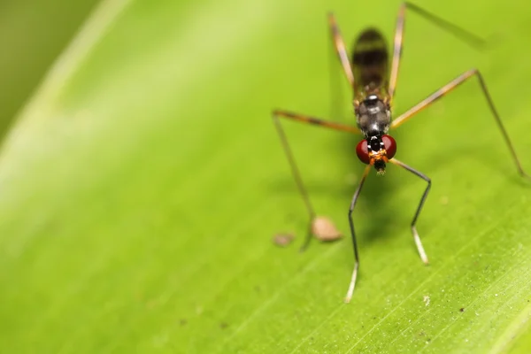 Pequeño insecto e insecto —  Fotos de Stock