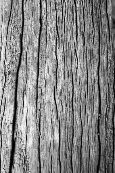 Old wood skin