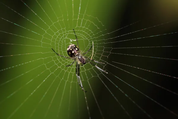 Malý hmyz a bug — Stock fotografie