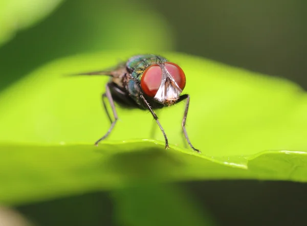 Petit insecte et insecte — Photo