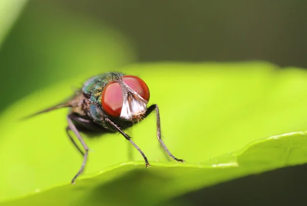 Malý hmyz a bug — Stock fotografie
