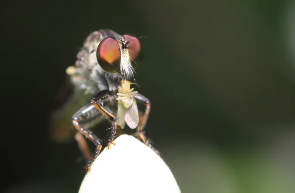 Small Insect and bug — Stock Photo, Image