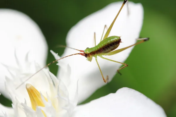 Kleine insect en van het insect — Stockfoto