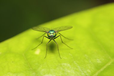 küçük sinek böcek