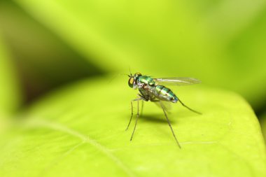 Bahçedeki küçük böcek