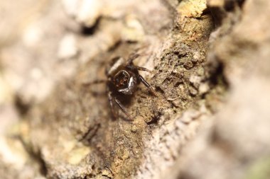 küçük örümcek atlama