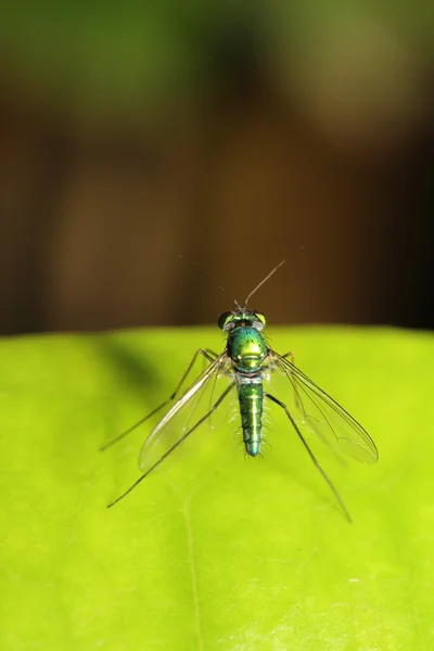 Liten fluga insekt — Stockfoto