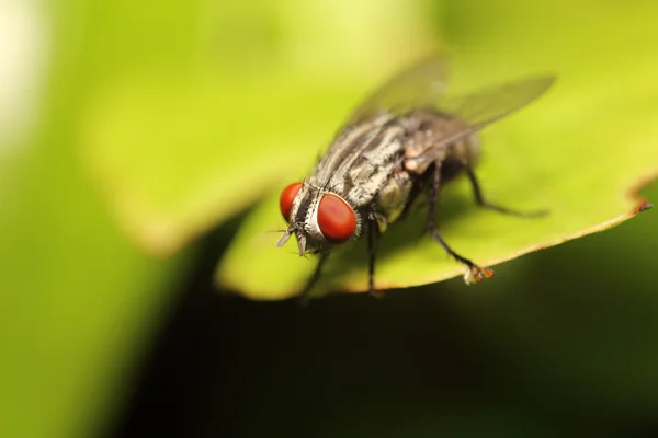 Inseto mosca pequena — Fotografia de Stock
