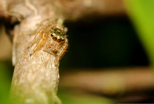 Mały pająk skoków — Zdjęcie stockowe