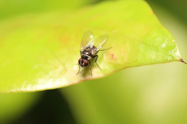 Mosca inseto viver no jardim verde — Fotografia de Stock