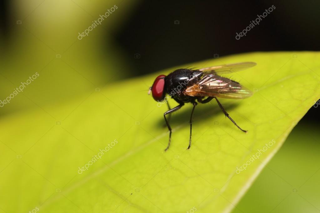 Kleine Fliegen Insekt Stockfoto C Sarawuth123 87852450