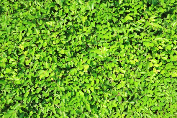 Rejilla de hoja verde — Foto de Stock